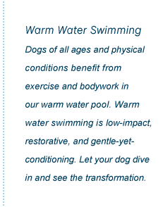 Warm Water Swimming - Dogs of all ages and physical conditions benefit from exercise and bodywork in our warm water pool. Warm water swimming is low-impact, restorative, and gentle-yet-conditioning. Let your dog dive in and see the transformation