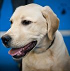 Lab Puppy