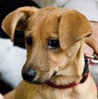 Cute Puppy
