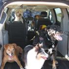 Dogs in Van