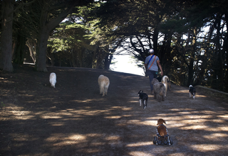 Dogs walking with Christine