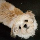 Fluffy Puppy